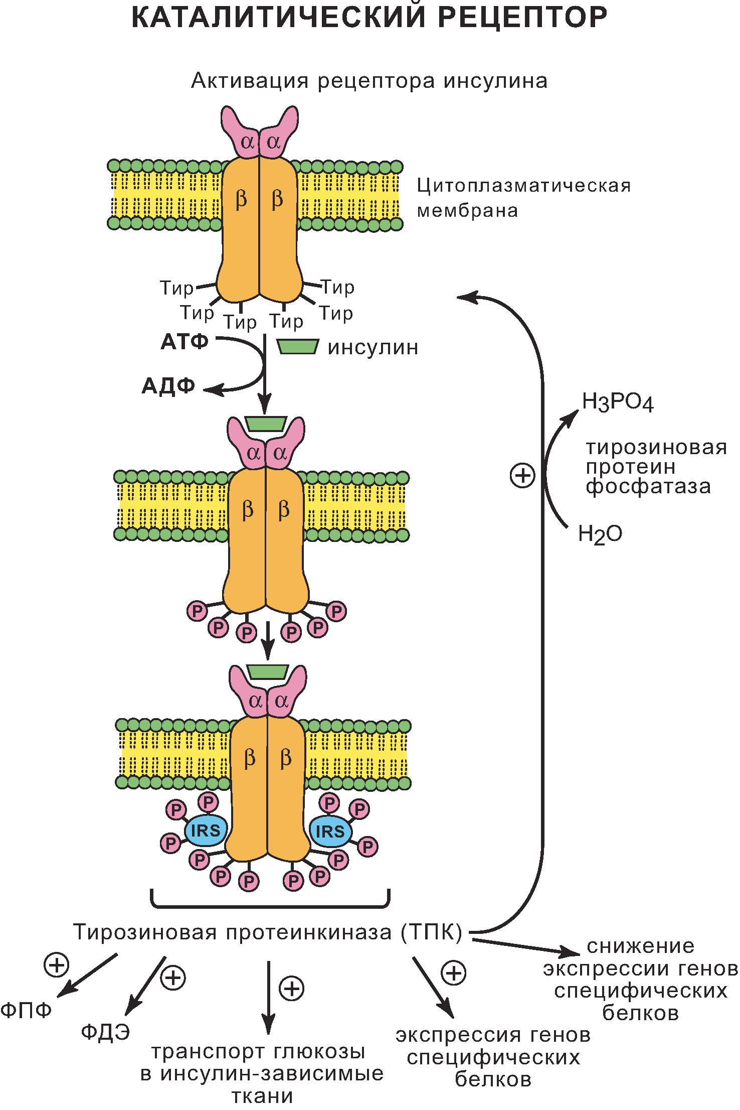 Схема рецептора инсулина