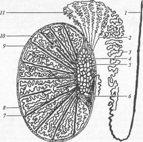 Придаток яичка рисунок