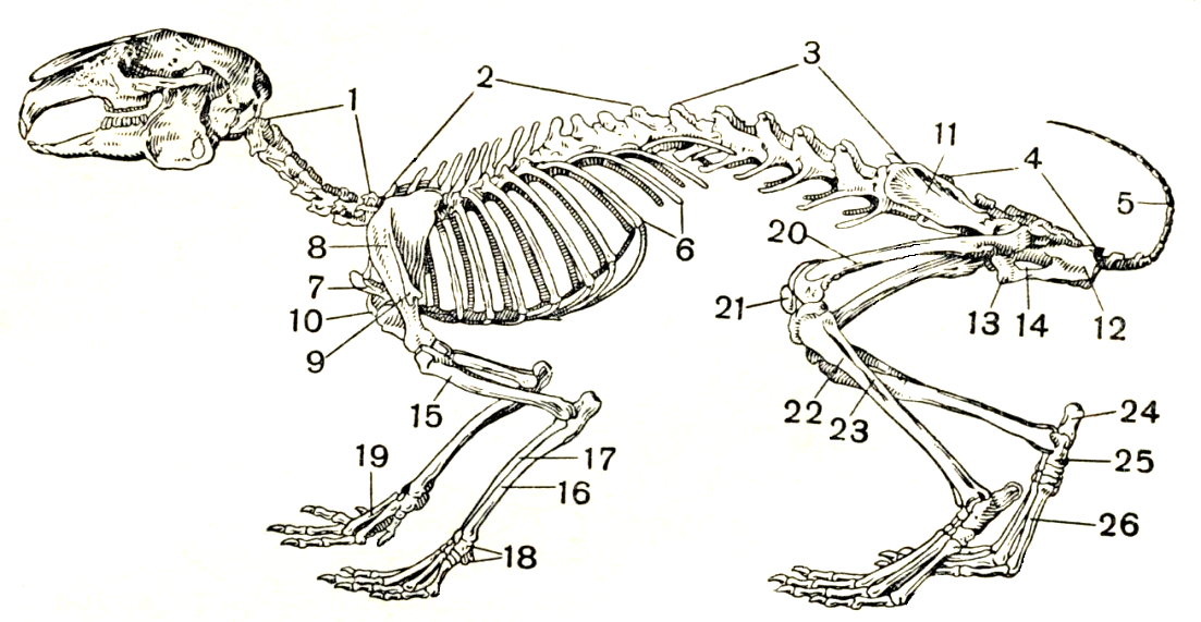 Скелет млекопитающих состоит из 5 отделов