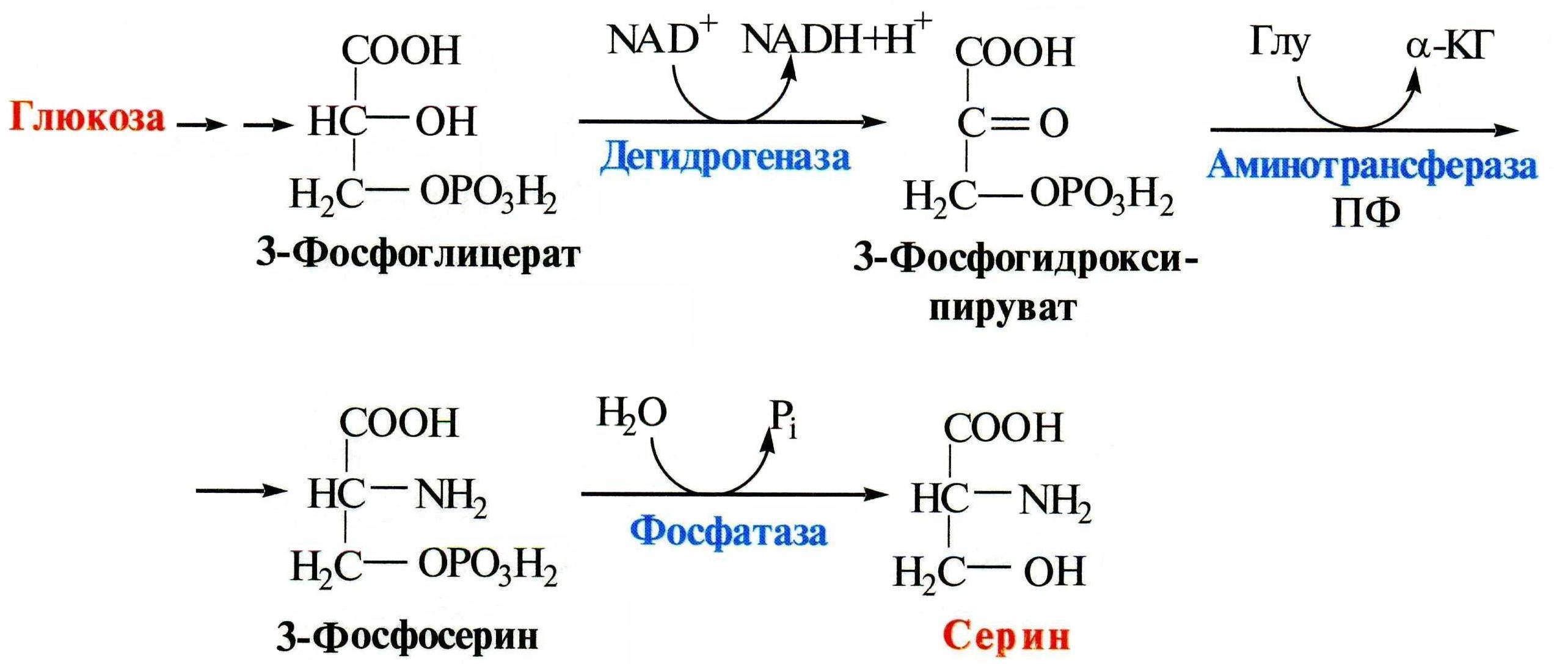 Напишите реакцию глицина. Синтез Серина из Глюкозы. Процесс образования Серина из Глюкозы. Схема синтеза Серина. Схема синтеза Серина из Глюкозы.