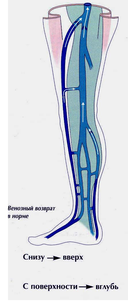 Анатомия вен ноги. Перфорантные вены нижних конечностей анатомия. Суральные вены голени анатомия. Перфорантные вены голени анатомия. Схема вен нижних конечностей.