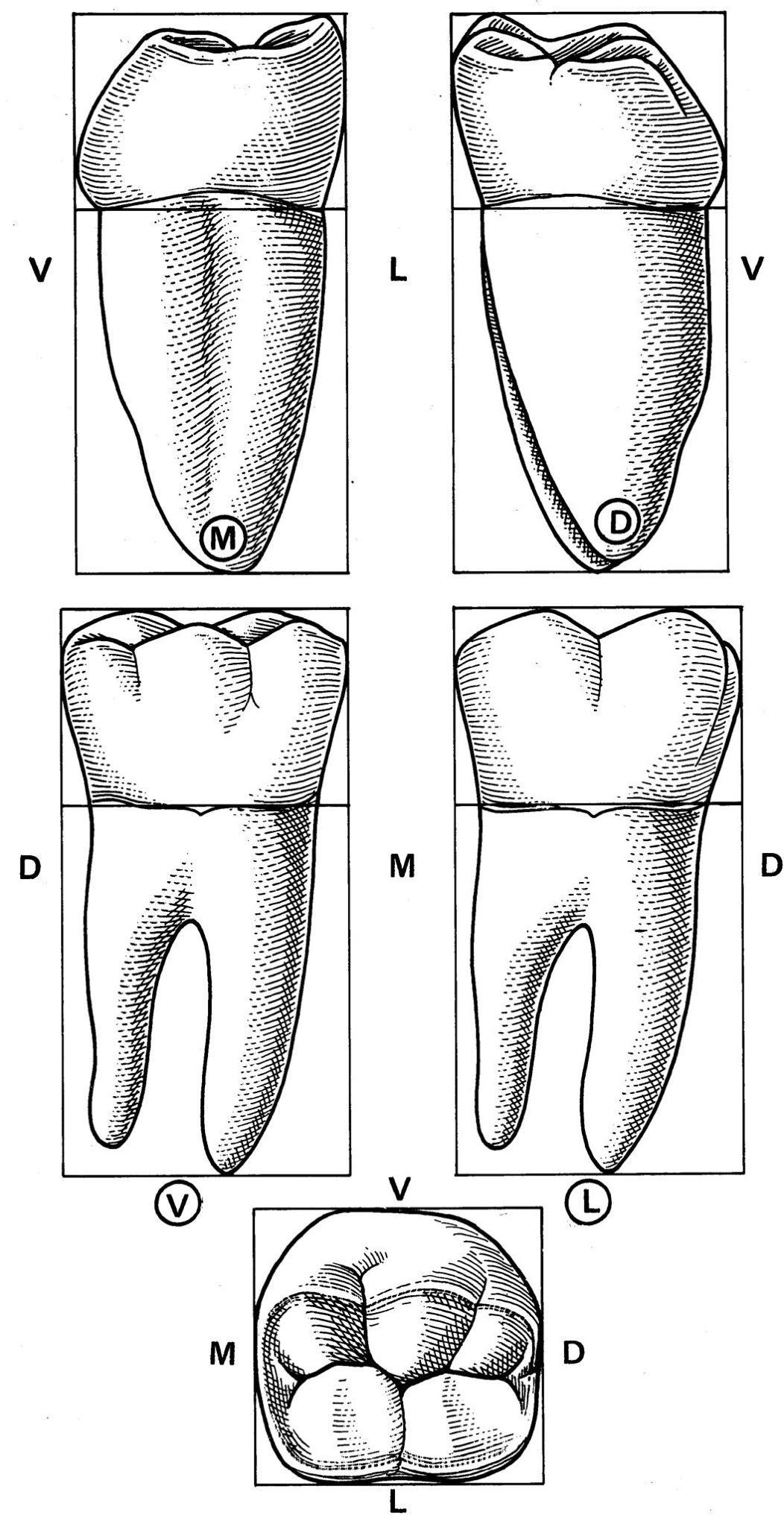 Зуб 1.4. Моляр нижней челюсти анатомия. Второй верхний моляр анатомия. 1 Моляр нижней челюсти анатомия. 1 Моляр верхней челюсти анатомия.