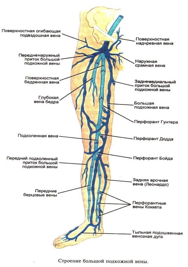 Карта вен нижних конечностей. Поверхностные вены нижней конечности схема. Малая подкожная Вена бедра. Большая подкожная Вена ноги анатомия. Анатомия поверхностных вен нижних конечностей.