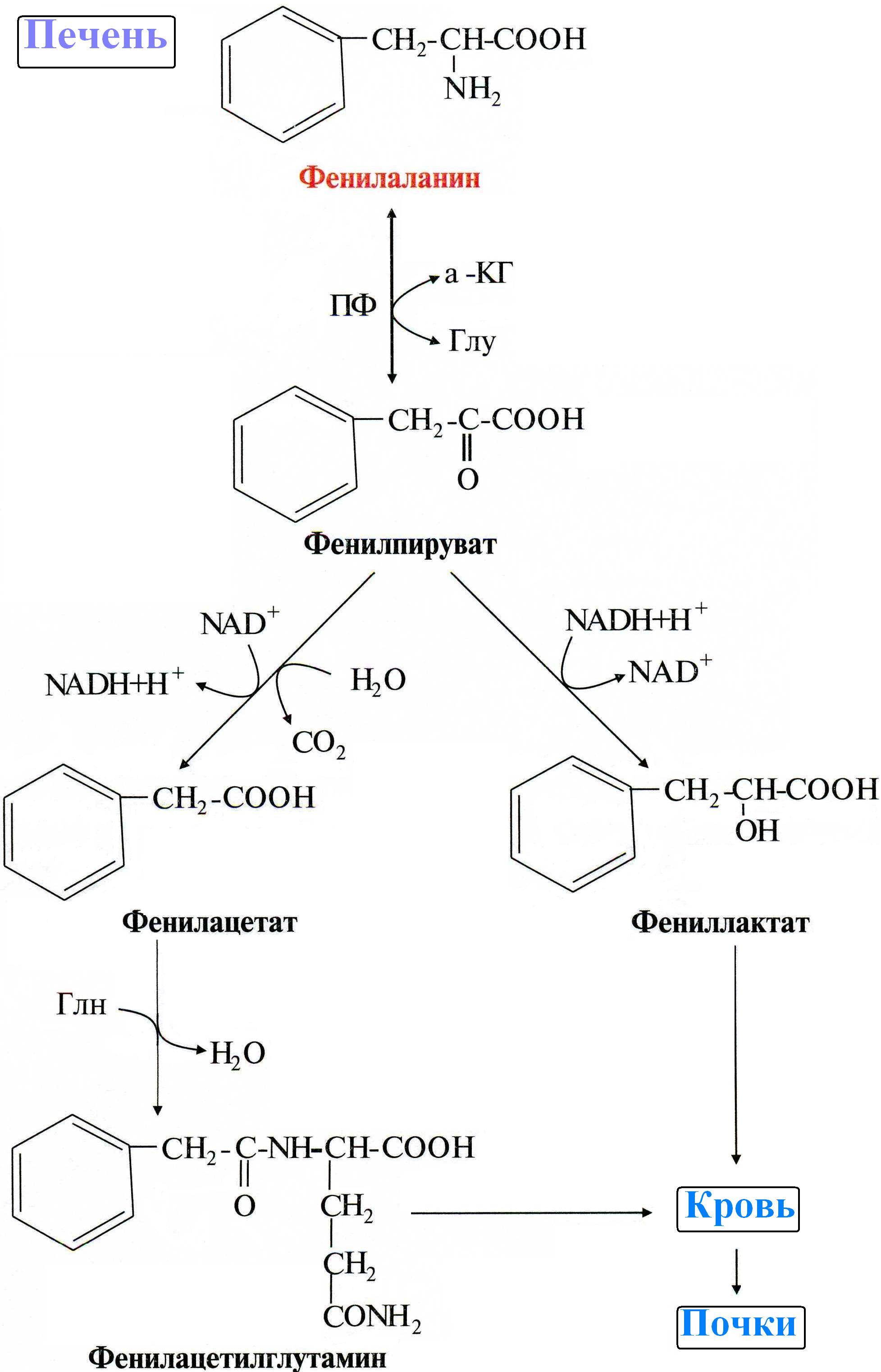 Фенилаланин биохимия. Превращение фенилаланина в тирозин. Схема альтернативного пути превращения фенилаланина. Альтернативный путь превращения фенилаланина. Схема реакций обмена фенилаланина.