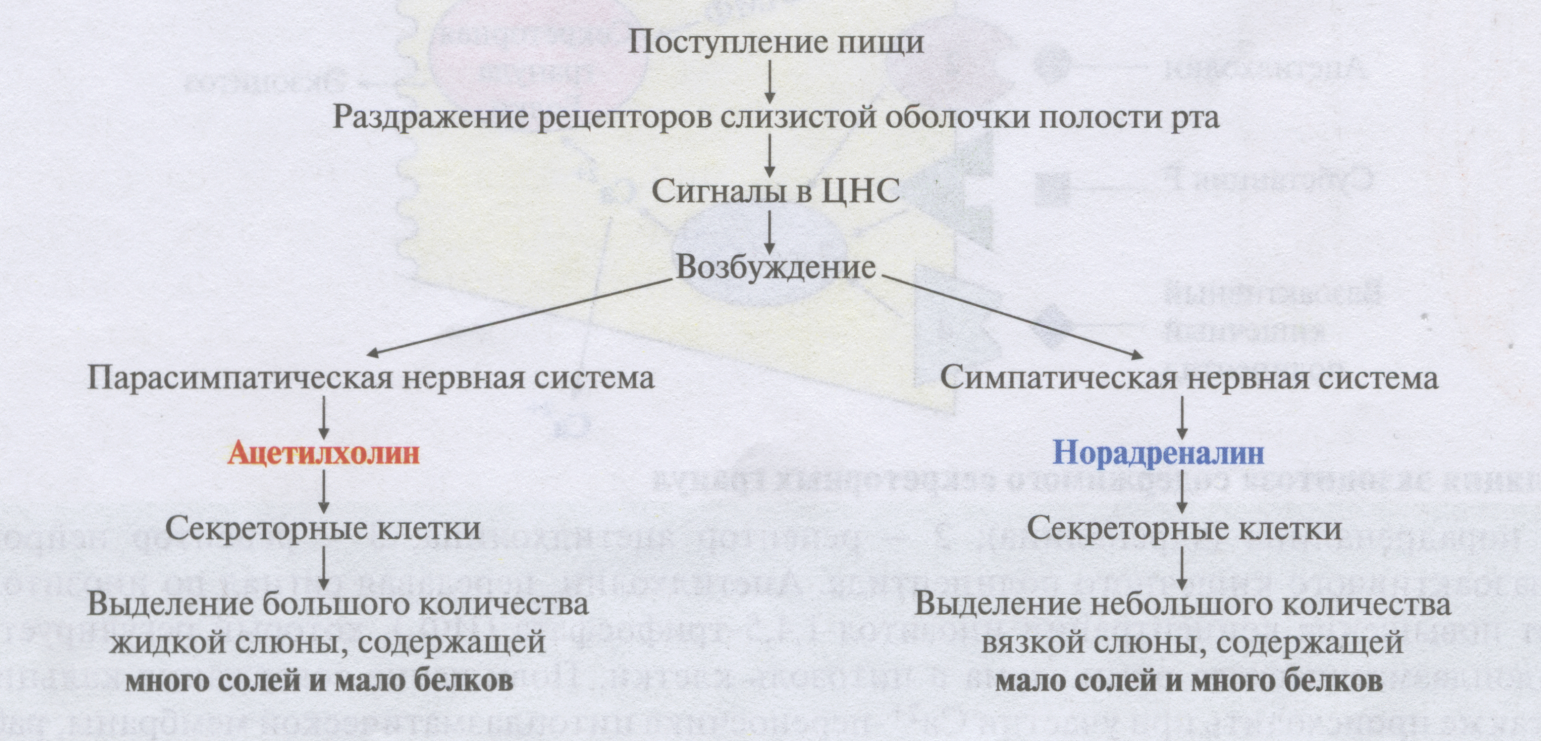 Ориентировочный зрительный рефлекс функции: найдено 66 изображений