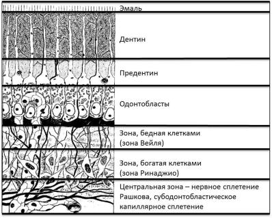 Особенность строения дентина какую функцию он выполняет. Строение дентина и пульпы зуба. Гистологическое строение дентина. Гистологическое строение пульпы зуба. Строение дентина гистология.