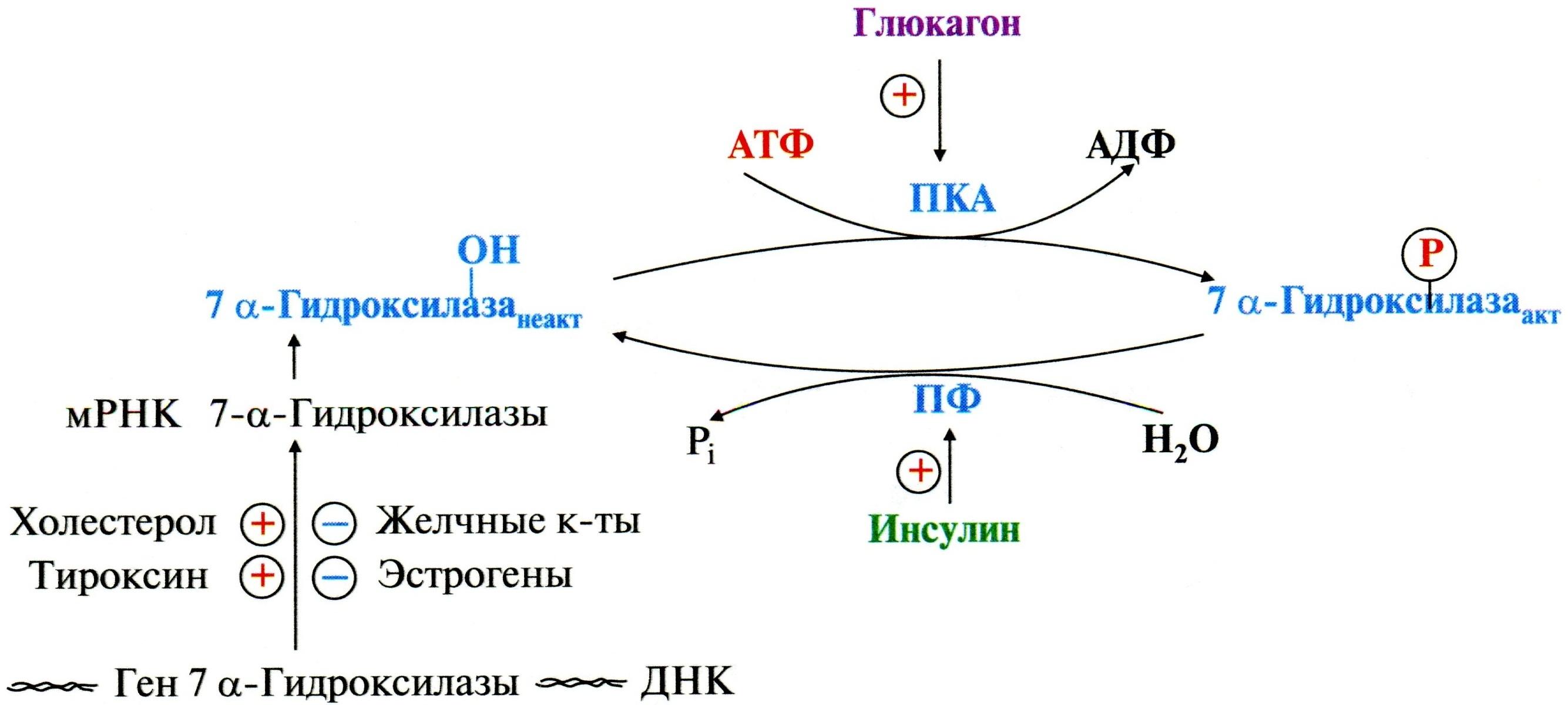 Синтез липазы