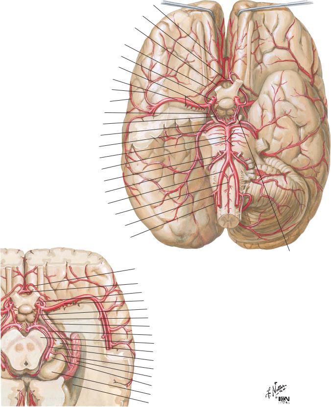 Arteries To Brain Schema