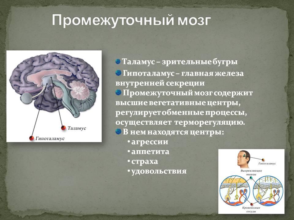 Центры рефлексов переднего мозга. Функции промежуточного мозга регуляция. Промежуточный мозг отделы и функции. Центры рефлексов промежуточного мозга. Строение промежуточного мозга и его функции.