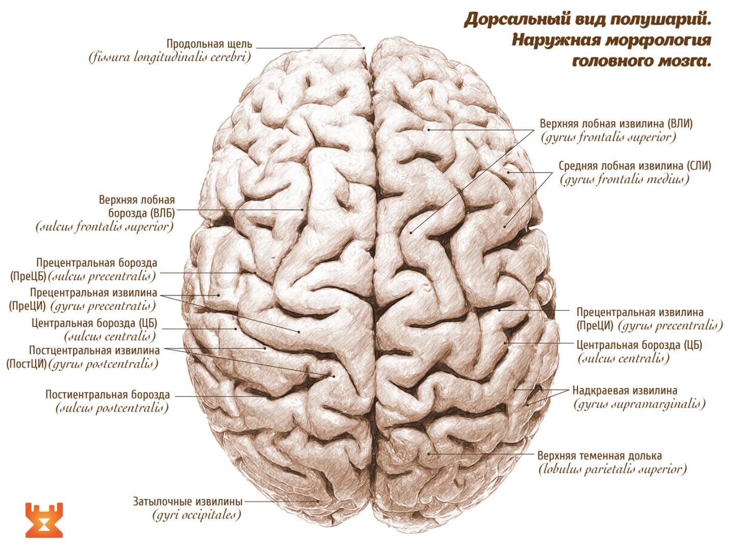 Латинское название мозга. Строение мозга извилины. Борозды и извилины головного мозга анатомия. Головной мозг анатомия человека борозды и извилины. Извилины и борозды головного мозга схема.