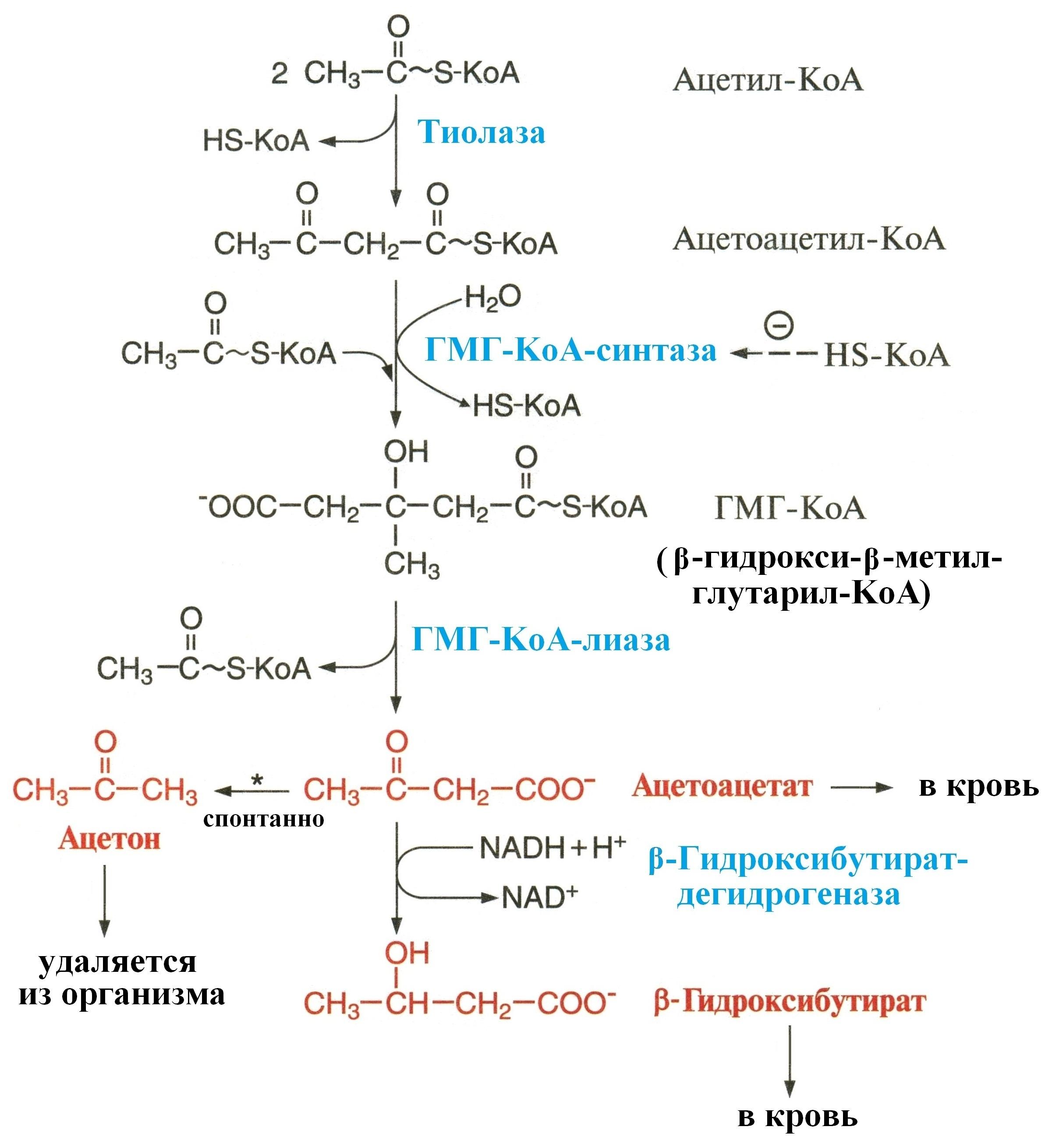 Схема синтеза кетоновых тел в биохимии