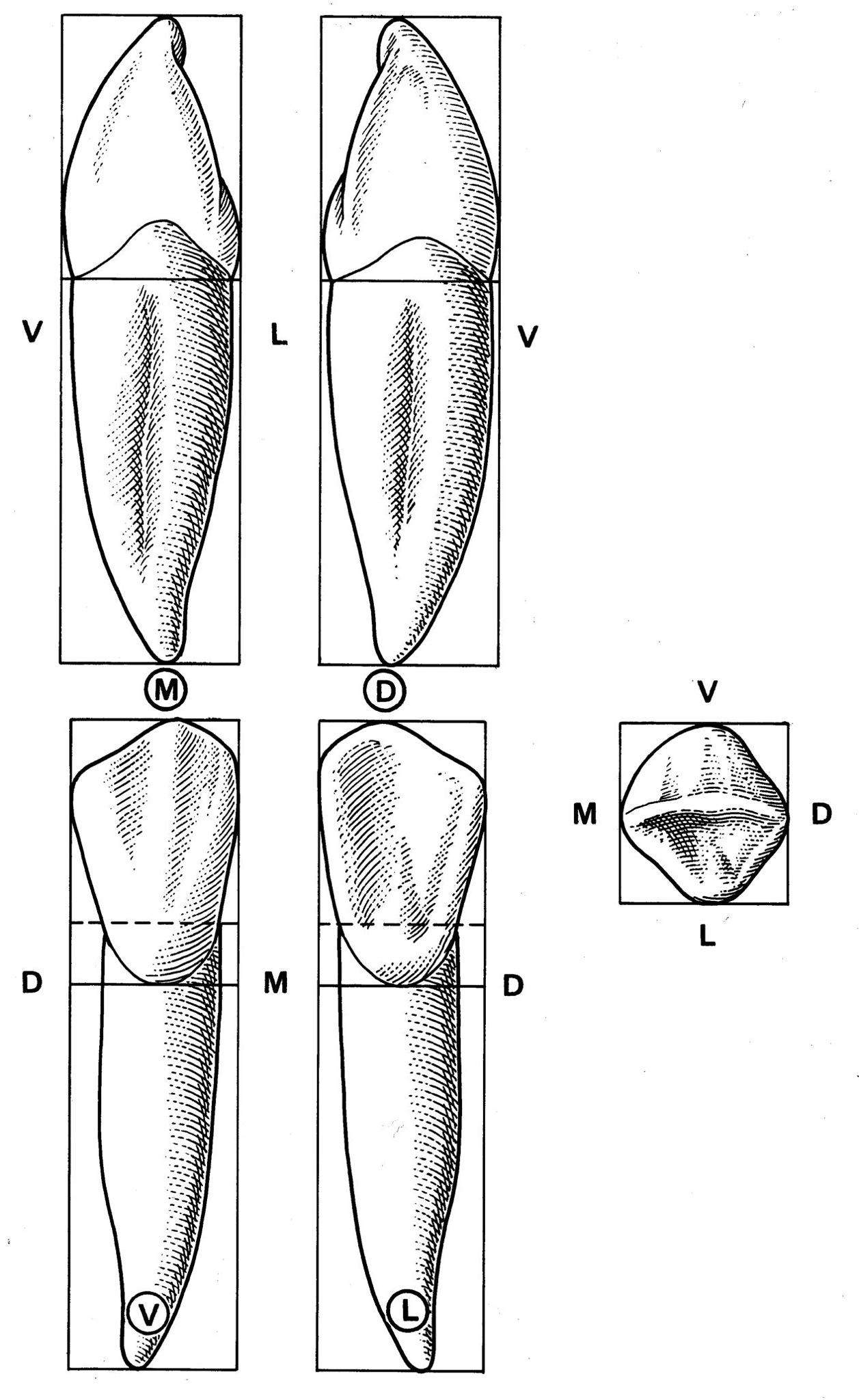 Форма зубов клыки. Центральный резец верхней челюсти анатомия. Клык верхней челюсти анатомия. Дистальный резец верхней челюсти. Анатомия зуба клык верхней челюсти.