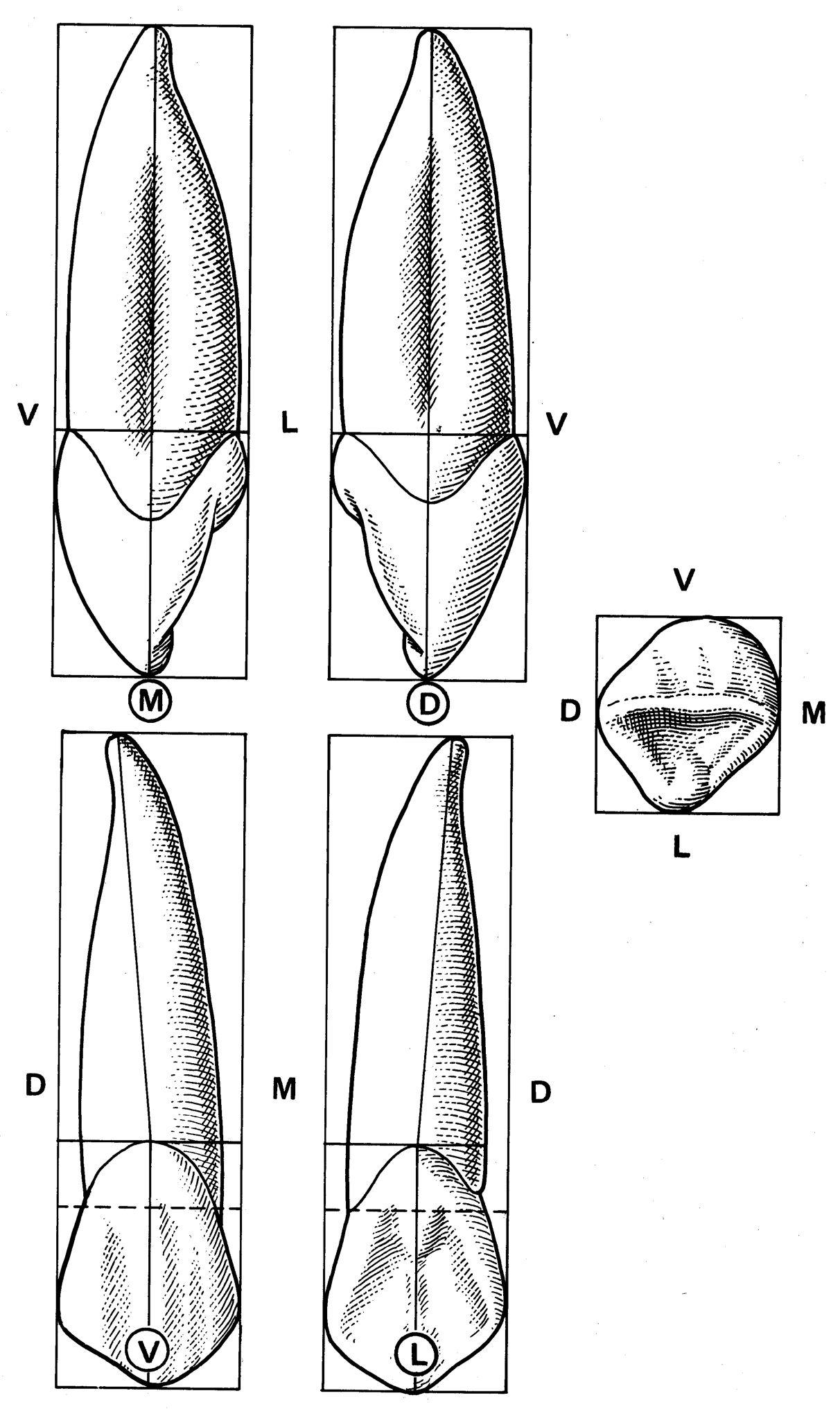 Клык сверху зубов. Клык верхней челюсти анатомия. Клык верхней челюсти правый поверхности. Клык верхней челюсти анатомия поверхности. Клык анатомия зуба нижней челюсти.