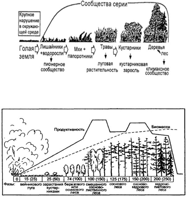 Схема первичной сукцессии