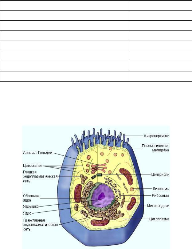 Полость в цитоплазме клетки 7 букв. Какими цифрами на рисунке обозначены клеточные органоиды. Органоиды клетки 4 аппарата. Органоиды клетки рисунки с названиями. Обозначены следующие клеточные органоиды:.