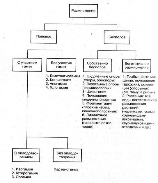 Основные способы размножения организмов. Формы размножения схема. Схема типы и способы размножения организмов. Размножение организмов таблица. Формы размножения организмов 10 класс таблица.