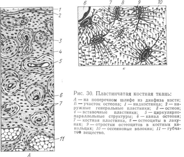 Какими цифрами обозначены изображения костной ткани