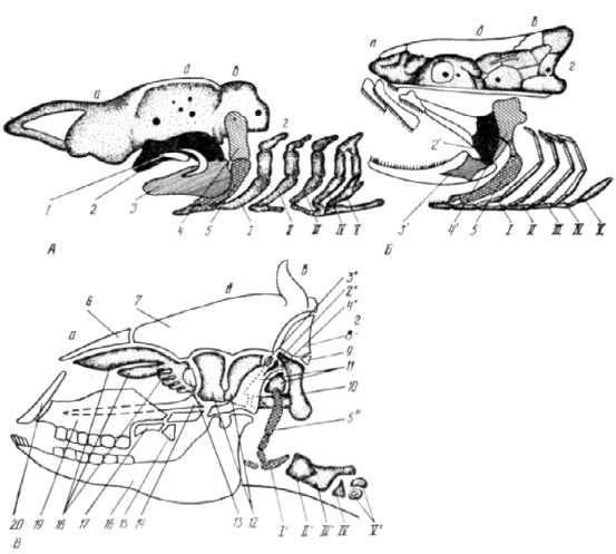 Висцеральный скелет. Висцеральный череп хрящевых рыб. Висцеральный череп костных рыб. Филогенез висцерального скелета. Филогенез скелета головы.