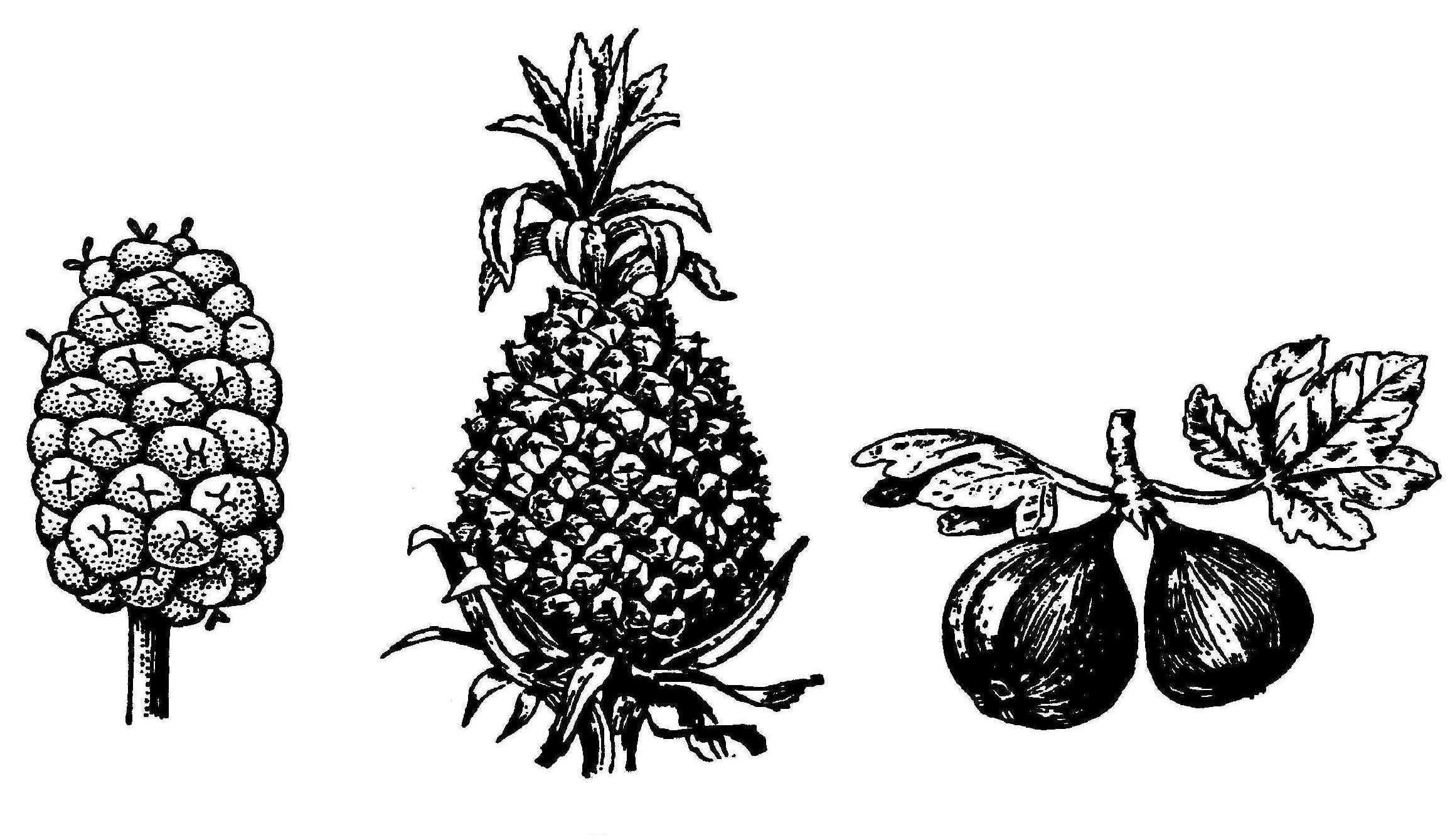 Простые плоды сложные плоды соплодия. Соплодие шелковицы. Плод соплодие. Соплодие инжира. Соплодие ананаса.