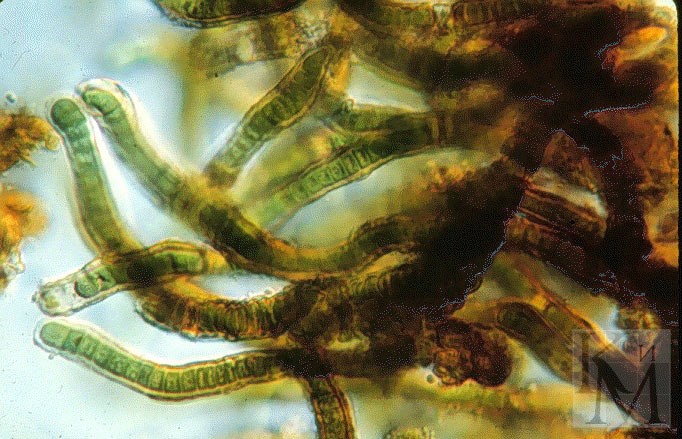 Появление фотосинтеза появление прокариот появление многоклеточных водорослей. Синезеленые водоросли цианеи. Сине зеленые водоросли Архей. Цианобактерии архейской эры. Синезеленые цианобактерии.