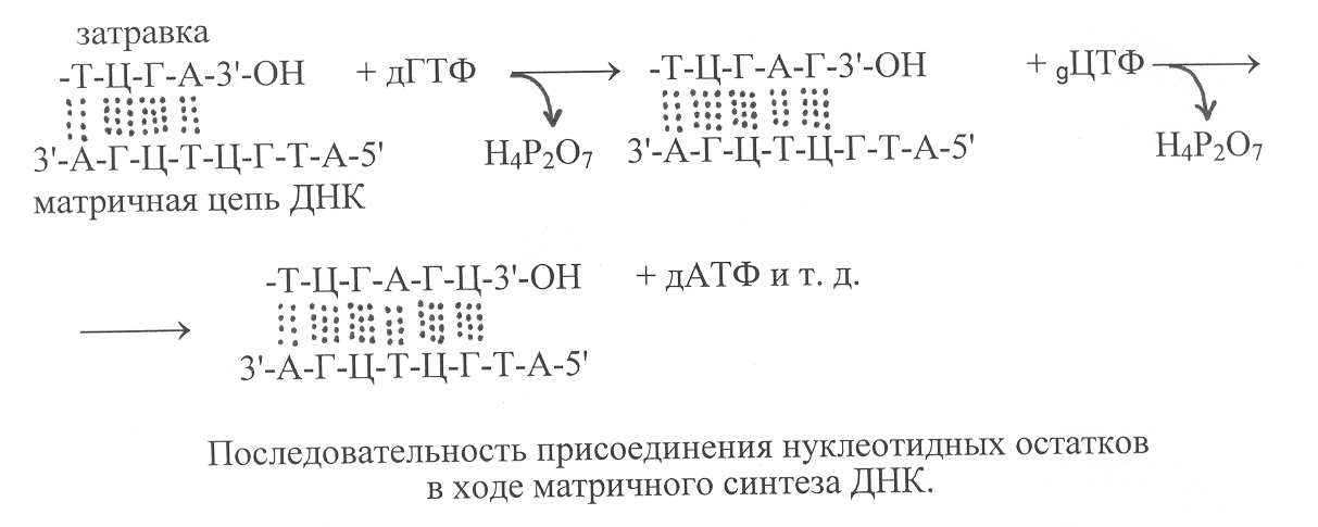 Какая цепь днк матричная