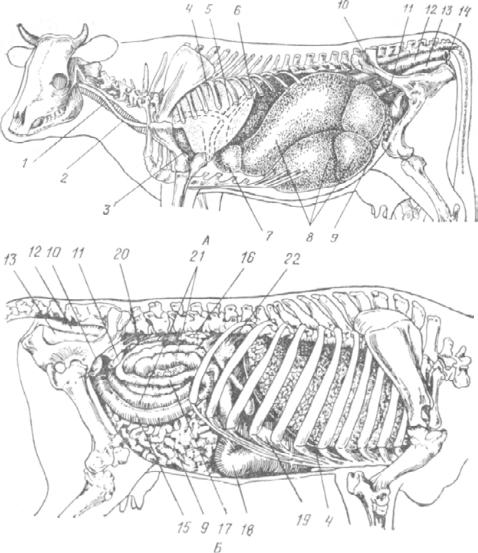 Внутреннее строение органов животных. Анатомия КРС внутренние органы. Топография внутренних органов коровы. Топография внутренних органов быка.