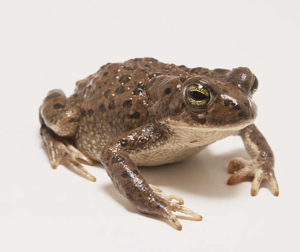 Развитие серой жабы. Паротиды у жаб. Лягушачья кожа. Лягушка в руках. Кожа земноводных фото.
