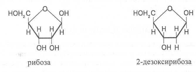 Рибоза образуется. Структурная формула рибозы и дезоксирибозы. Структура рибозы и дезоксирибозы. Рибоза структурная формула. Дезоксирибоза структурная формула.