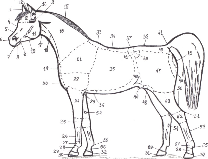 Какой тип питания характерен для лошади. Промеры лошади спереди. Лошади анатомия Маклок. Области тела животного анатомия лошади. Части тела лошади названия.