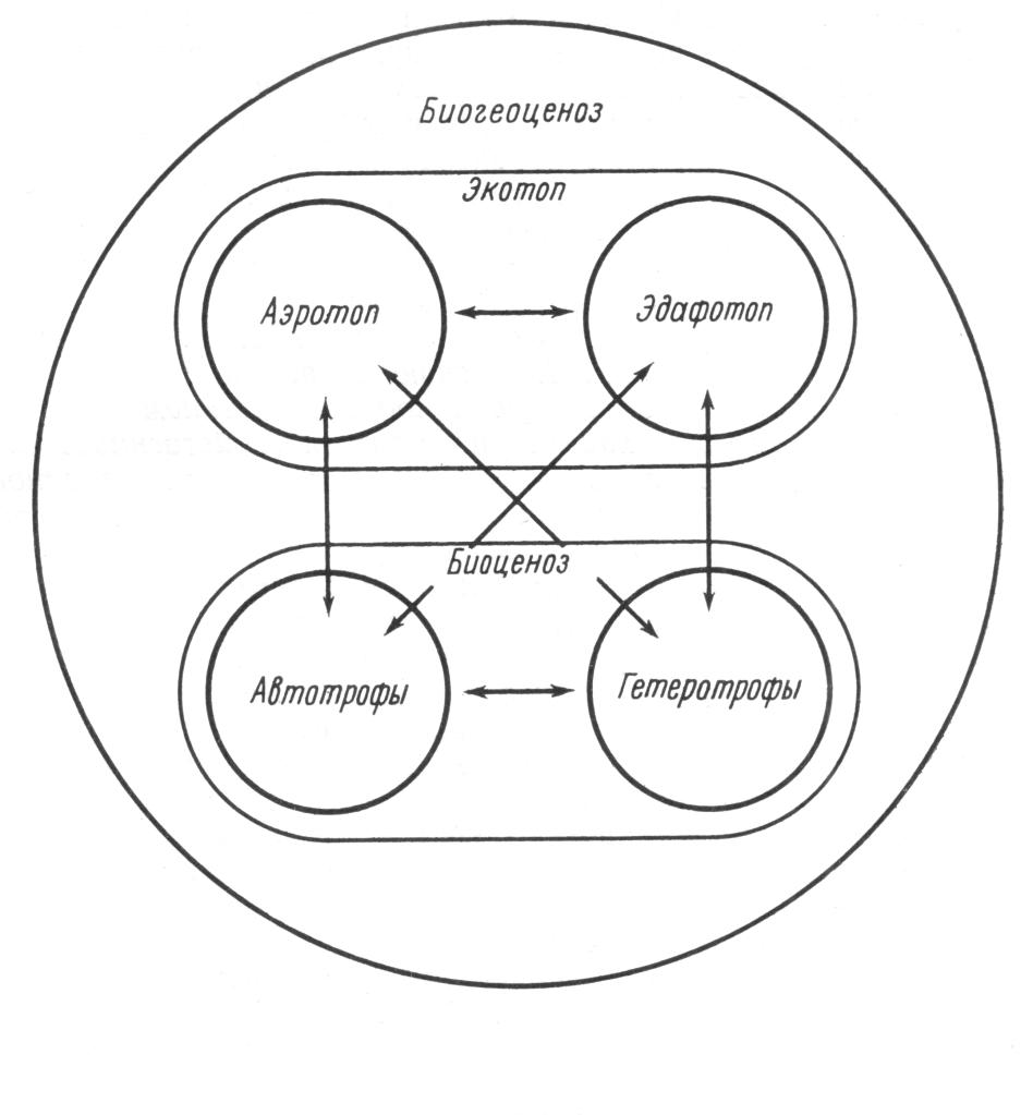 Растение группа биогеоценоза. Схема взаимодействия компонентов биогеоценоза. Схема биогеоценоза (по в.н. Сукачеву, 1972). Структура биогеоценоза схема. Схема биоценоза по Сукачеву.