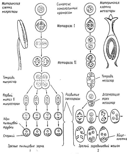 Проникновение спермиев в зародышевый мешок перенос пыльцы