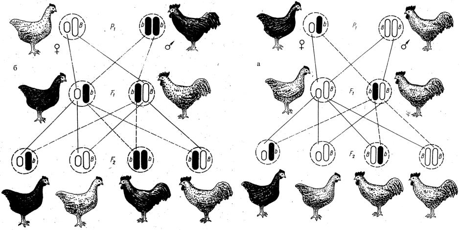 Скрестили бурую курицу. Схема селекции кур. Бройлерные цыплята гетерозис. Схема скрещивания кросса Ломан Браун. Породы голубей селекция.