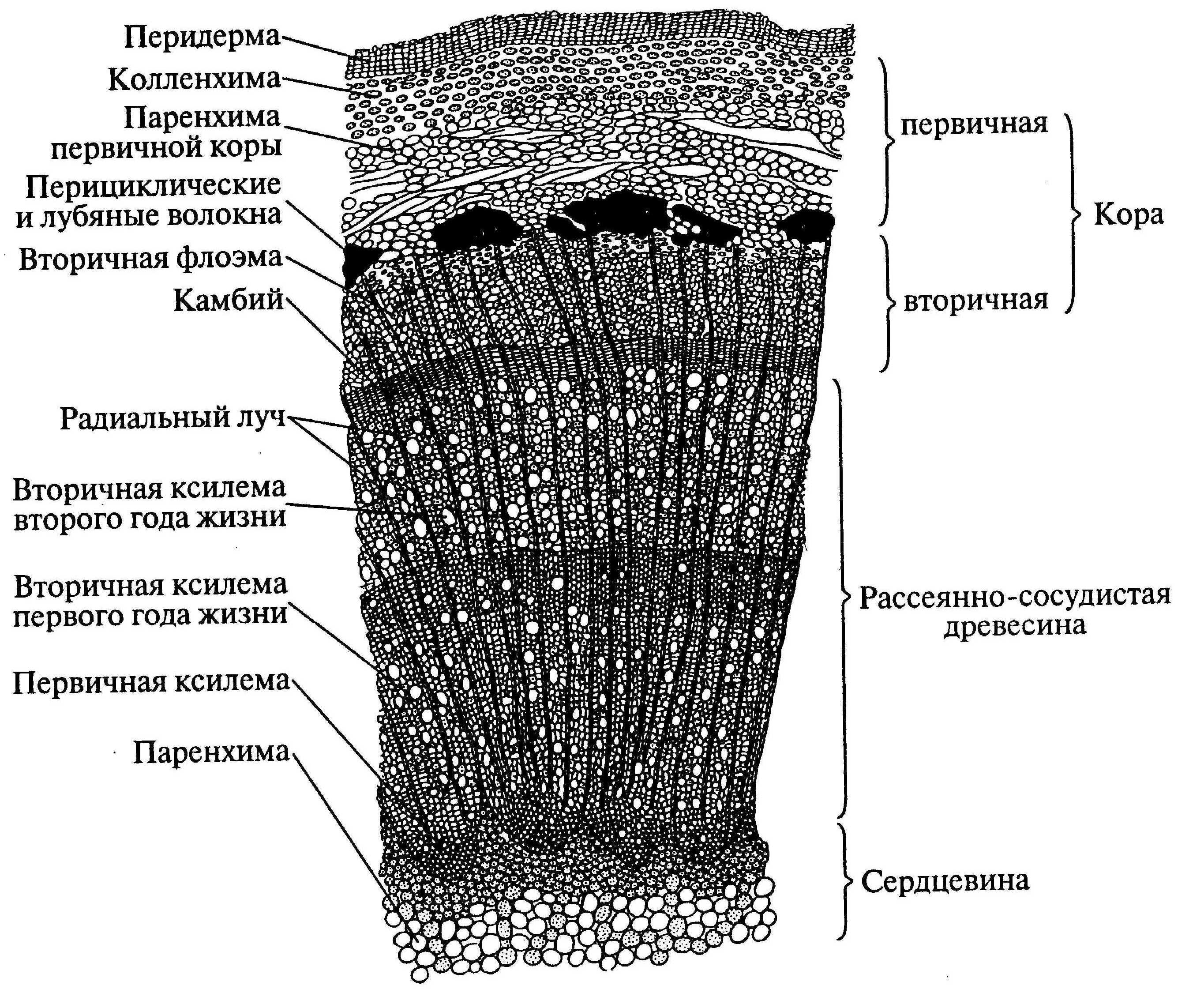 Поперечный срез древесного стебля