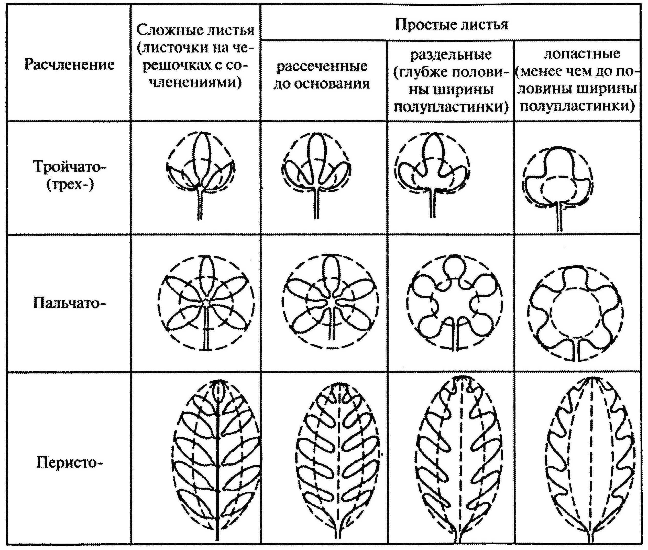 Название растения листья простые. Классификация листьев по форме листовой пластинки. Типы расчленения листовой пластины. Листья по форме рассечения листовой пластинки. Типы рассечения листовой пластинки.