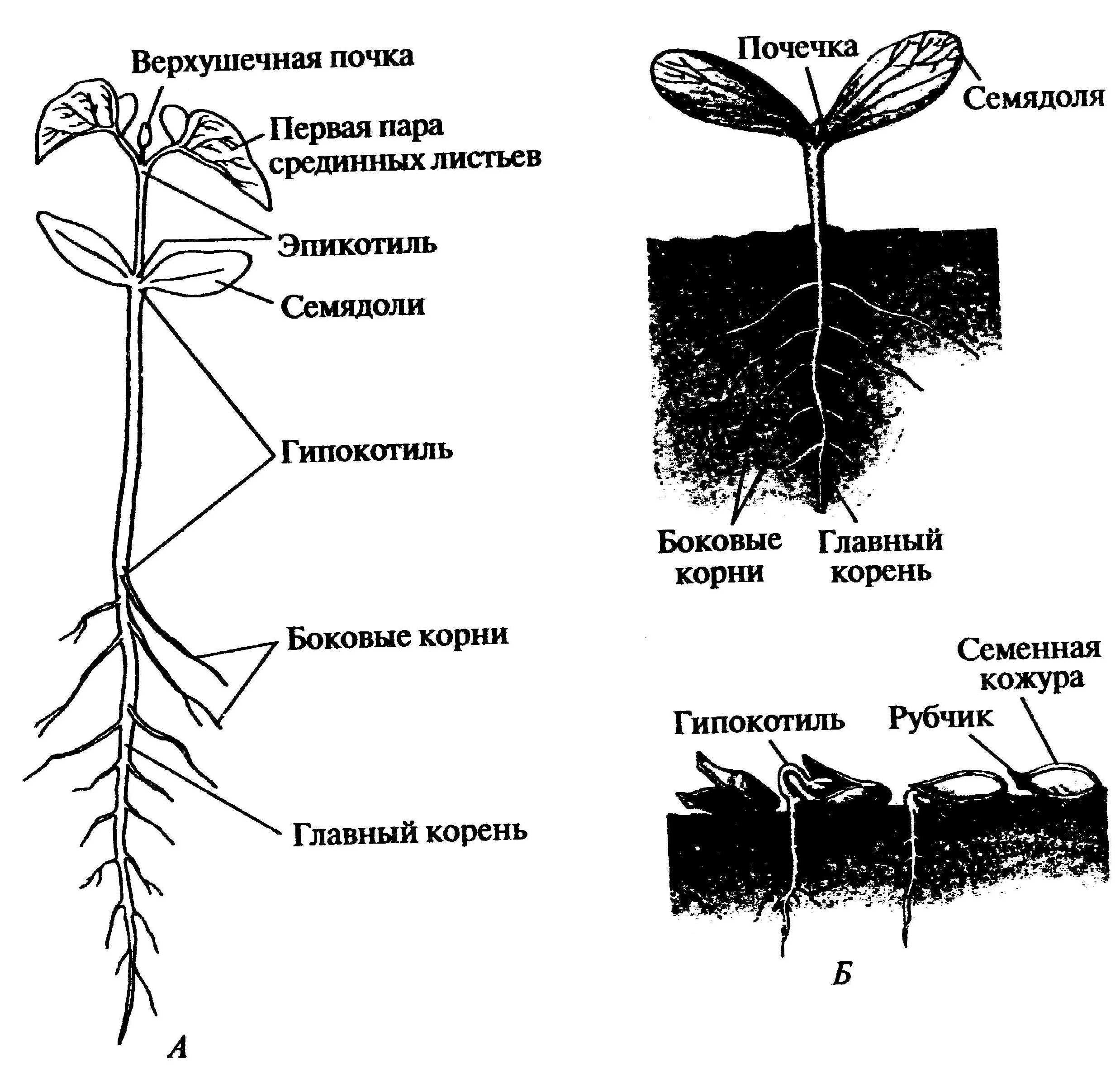 Строение корня фасоли. Эпикотиль и гипокотиль. Корневая система фасоли. Строение корня проростка фасоли. Строение проростка тыквы.