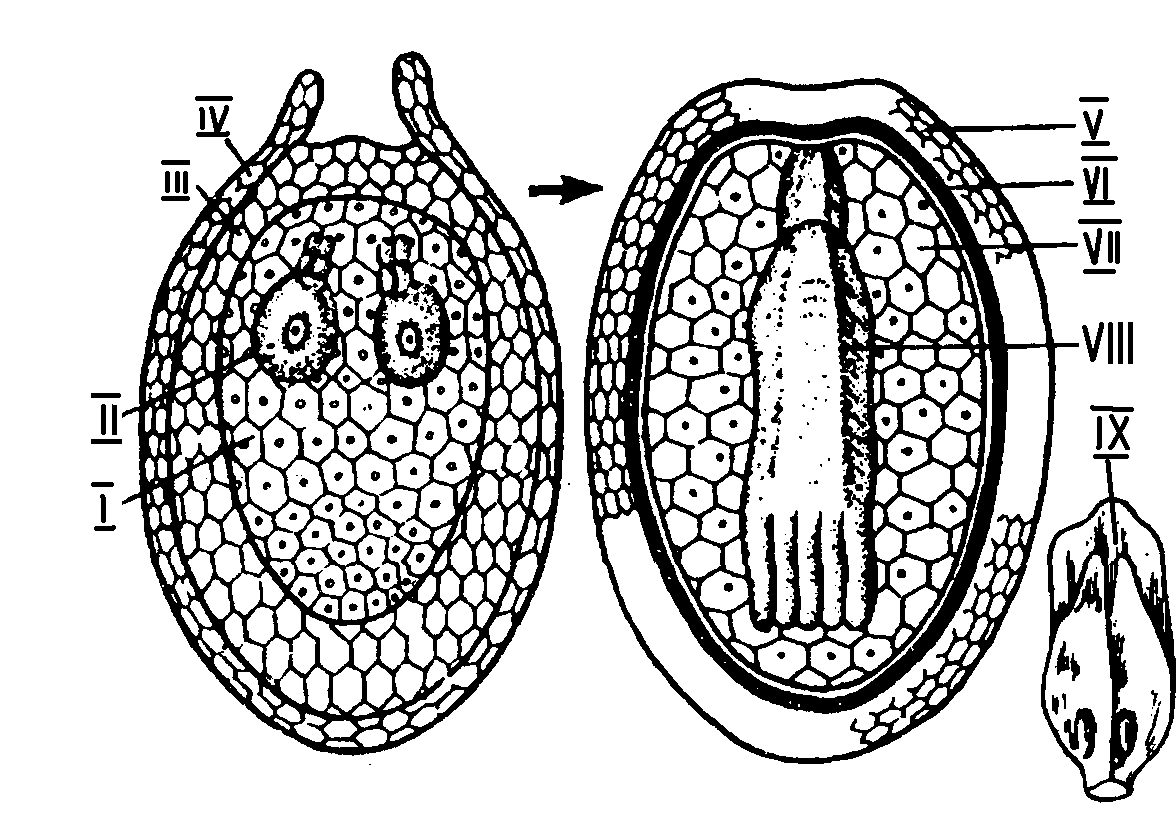Эндосперм гаметофит. Продольный срез семязачатка сосны обыкновенной. Семязачаток сосны схема с. Семязачаток сосны строение. Семя сосны нуцеллус.