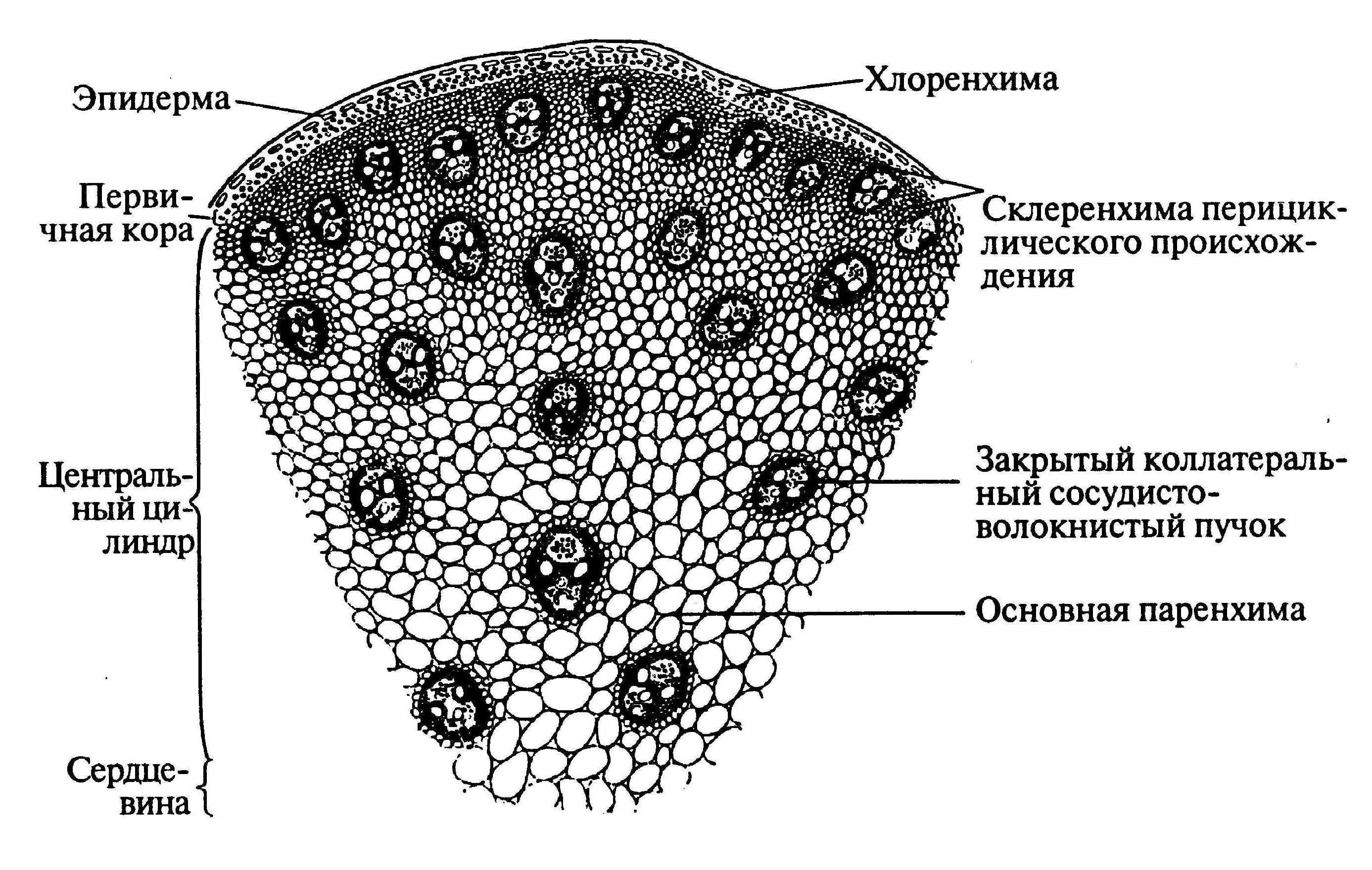 Проводящие пучки как правило имеют камбий. Строение однодольного стебля кукурузы. Строение стебля кукурузы на поперечном срезе. Первичное строение стебля кукурузы. Поперечный срез стебля однодольного растения.