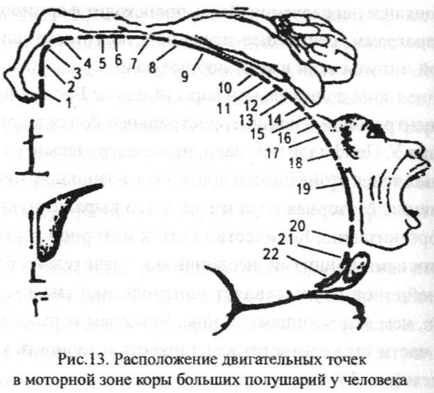 Человек паук моторная кора 2 схема