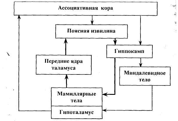 9. Лимбическая система