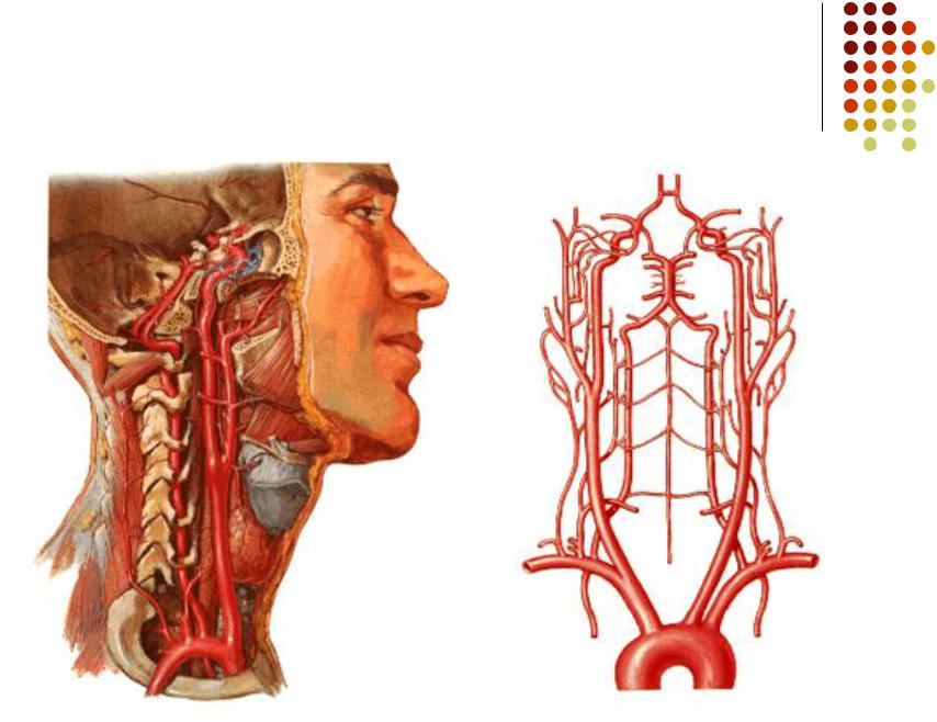 Сонные артерии на шее человека фото. Сосуды головного мозга и шеи анатомия. Головной мозг кровоснабжают артерии. Артерии шеи и головного мозга анатомия. Крупные сосуды головы.