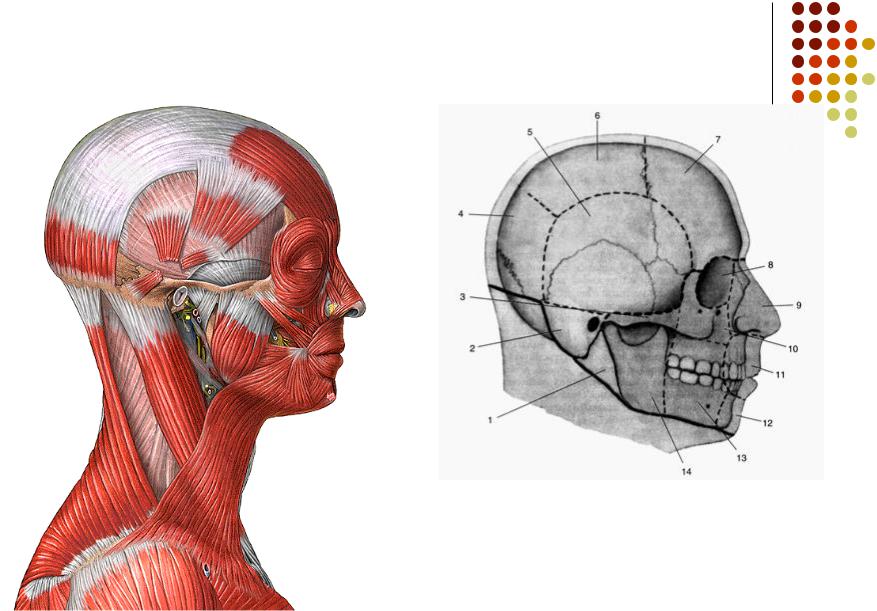Затылок область. Мозговой отдел головы сосцевидная область. Топография головы анатомия. Волосистая часть головы анатомия. Мозговой отдел головы топографическая анатомия.