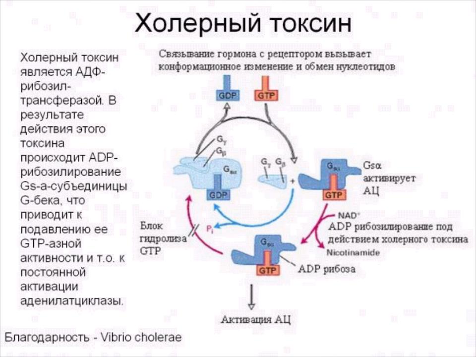 Пример токсина. Механизм действия экзотоксина вибриона. Механизм действия холерного вибриона. Схема действия холерного токсина. Холерный Токсин механизм действия.