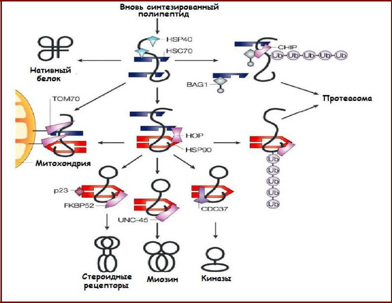 Синтез белка механизмы