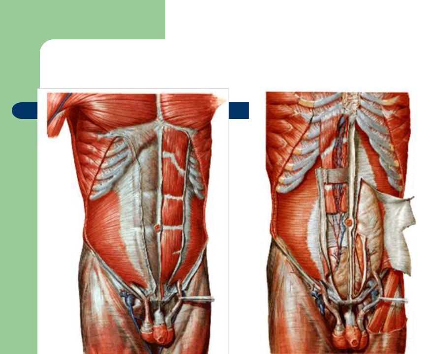Живот стенки полости живота. Апоневрозы мышц передней брюшной стенки. Мышцы живота апоневроз анатомия. Мышцы брюшной стенки послойно.