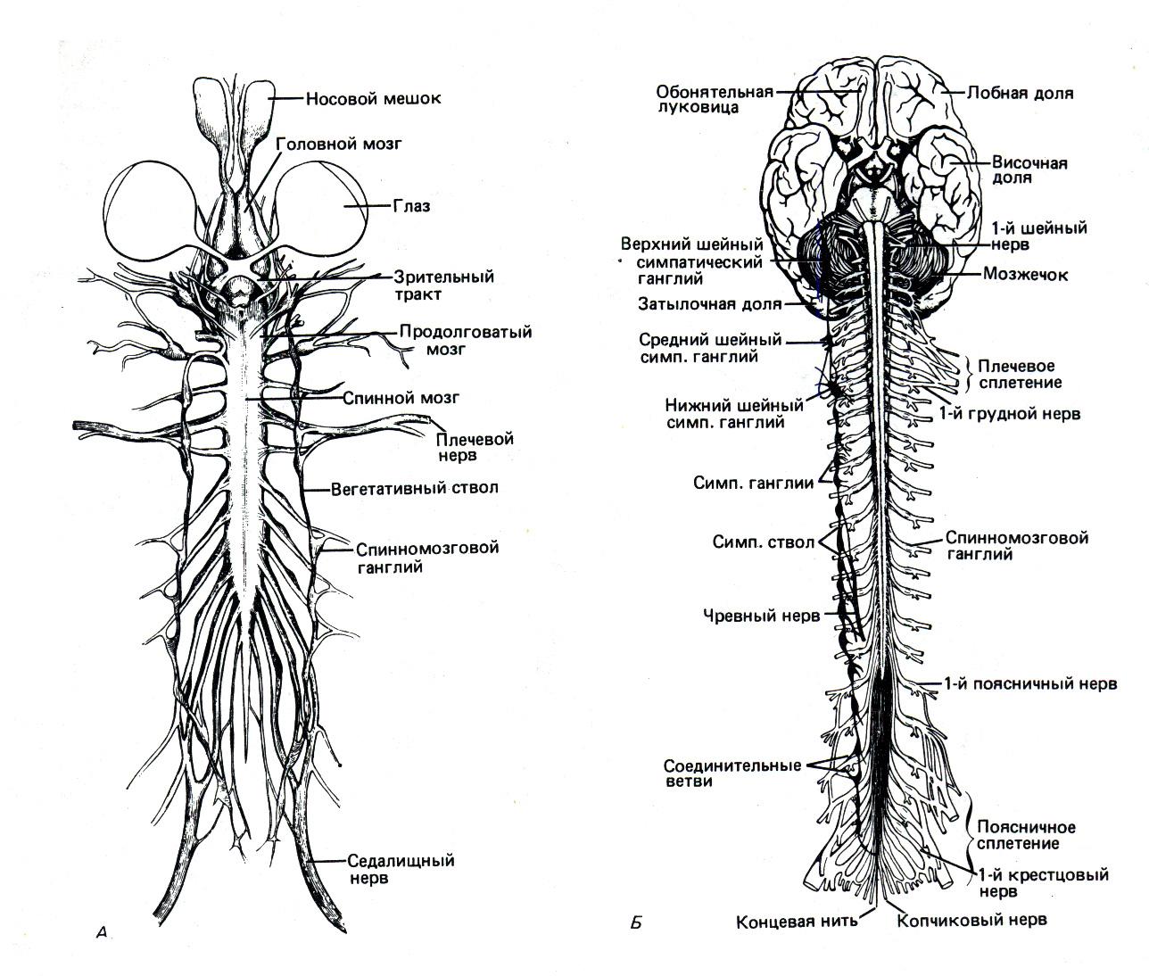 Нервная система латынь