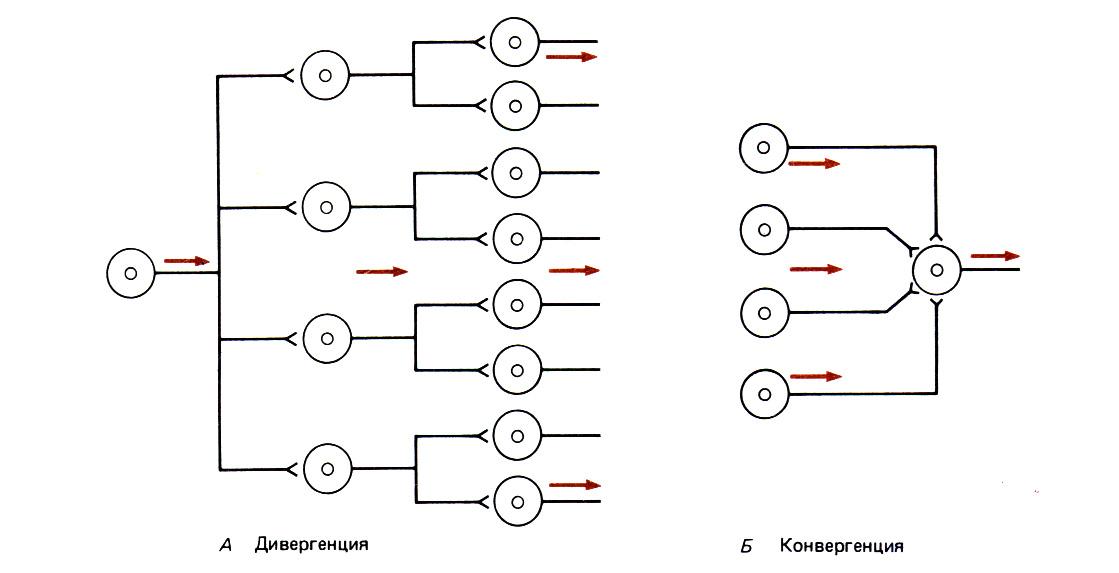 Физиология дивергенция схема