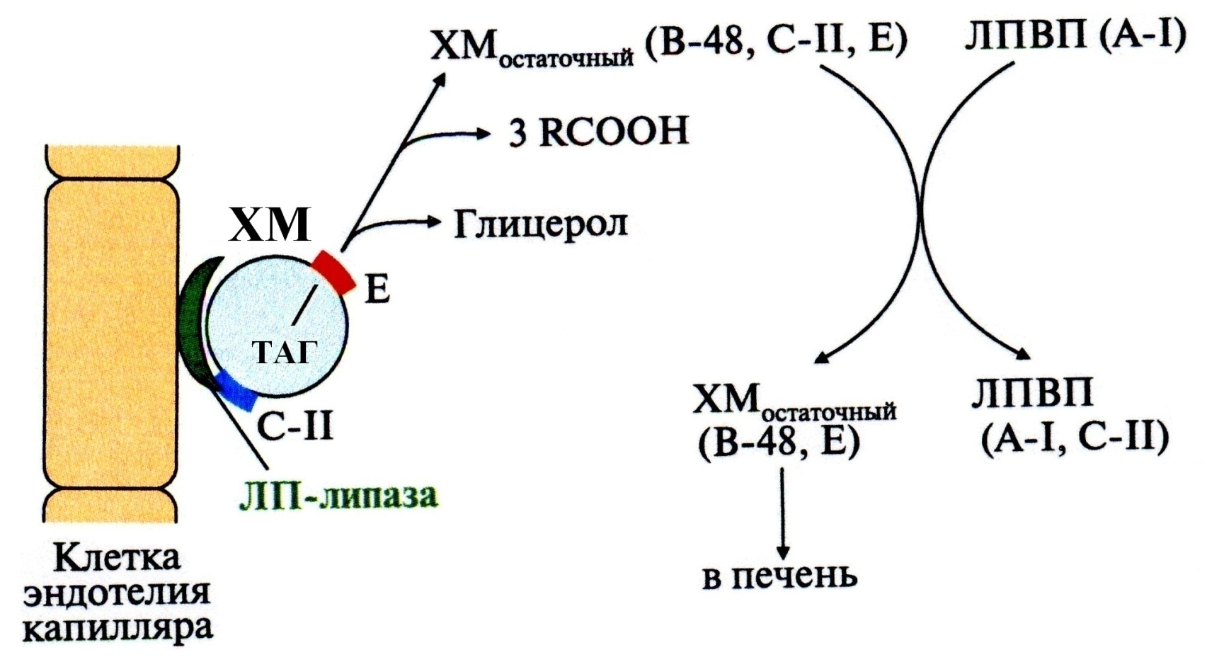 Таг липаза. Липопротеиды формула. ЭХС биохимия. Химическая структура липопротеидов. Строение ЛПОНП.
