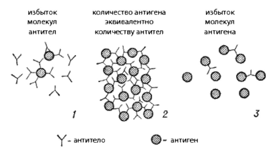 Реакция агглютинации антиген. Реакция антиген антитело схема. Теория решетки микробиология. Механизмы образования комплекса антиген+антитело. Антигены и антитела микробиология.