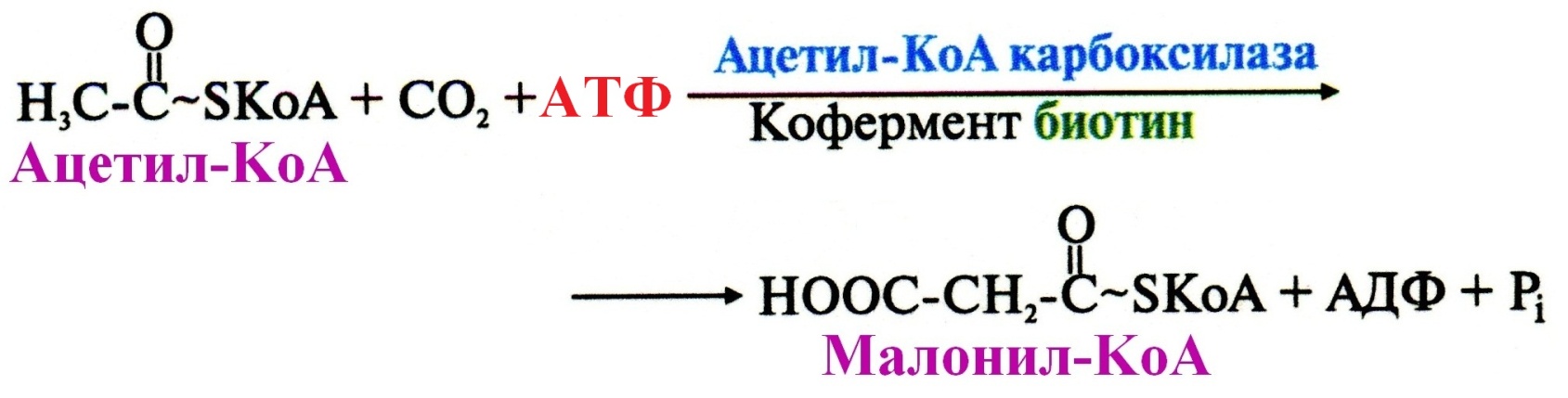 Кофермент атф. Реакция образования малонил КОА. В реакции, катализируемой ацетил-КОА-карбоксилазой. Класс фермента катализирующего превращение ацетил КОА. Реакция синтеза малонил КОА.