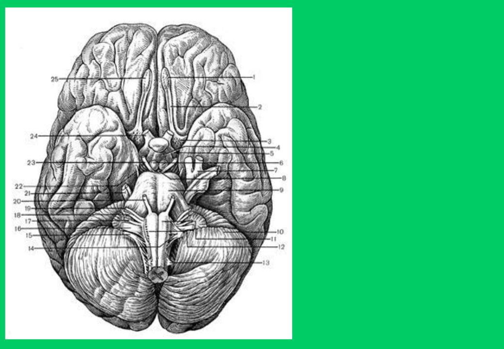 Черепные нервы являются. 12 Пар черепных нервов выход из черепа. 12 Пар черепно-мозговых нервов выход из мозга. Выход 12 пар черепных нервов из головного мозга.. Места выхода черепных нервов из мозга и черепа.